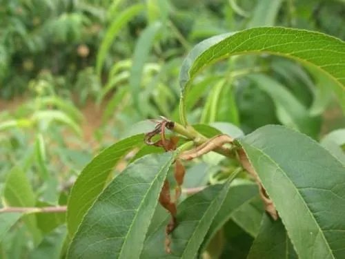:枚怎么组词、 :一枚枚什么 :一道道什么。