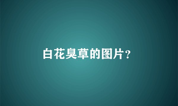 白花臭草的图片？