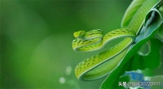 常见的十大无毒的蛇分别有哪些?