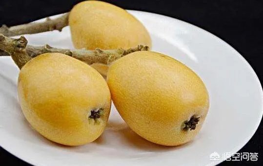 苏轼的诗“卢橘杨梅次第新”中的“卢橘