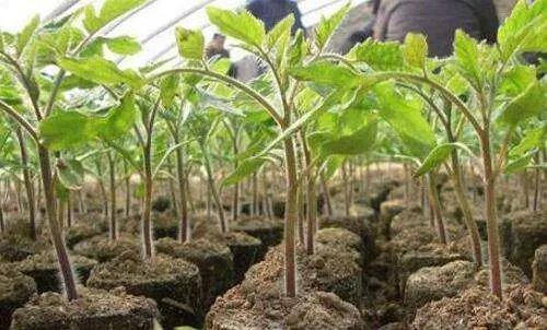 番茄种植技术大揭秘 西红柿浇水的正确方法