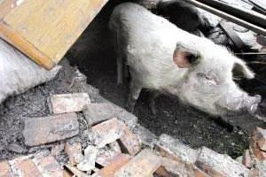 猪坚强已经不能自主站立了，它背后到底有着怎样令人感动的故事？