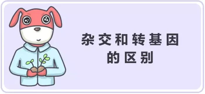 ”美国人不吃转基因食物”谁说的？他们吃得欢着呢！
