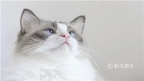 猫抓了一下出了点血要打疫苗吗