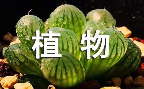 四年级观察植物的作文