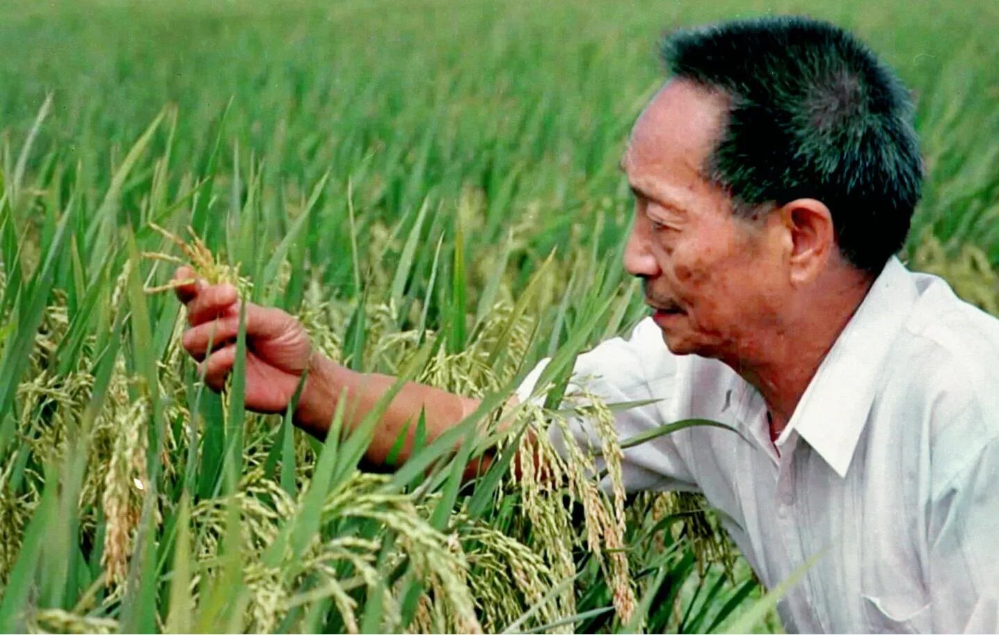 是什么支撑着89岁高龄的袁隆平还在努力？