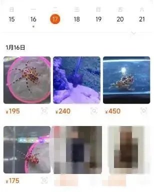 含有剧毒的蓝环章鱼 正在悄悄混入市场