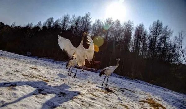去沈阳自驾游,有哪些景点不容错过?