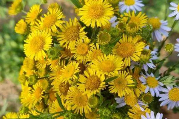 10月开什么花?