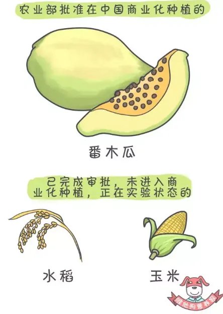 ”美国人不吃转基因食物”谁说的？他们吃得欢着呢！