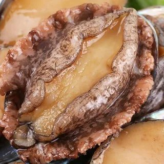 鲍鱼