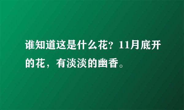 谁知道这是什么花？11月底开的花，有淡淡的幽香。