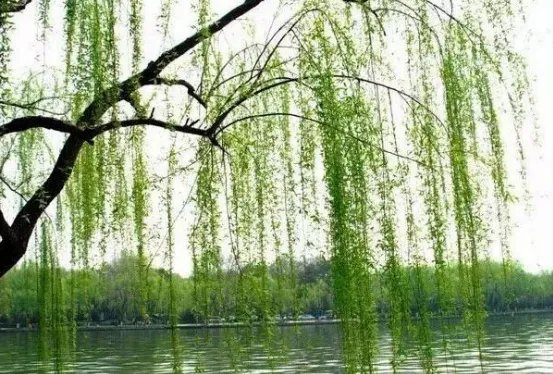 willow在英文里暗示