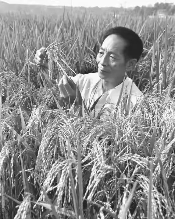 袁隆平院士逝世,为什么张庭照常直播被网友骂哭?