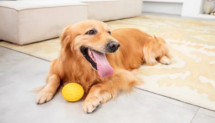 成功训练金毛犬的方法 怎么饲养金毛
