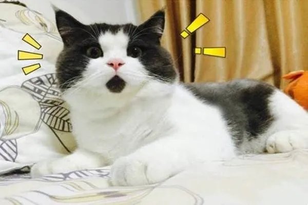 吃惊的拼音