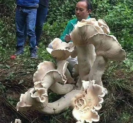 云南腾冲发现巨型野生菌有多大?