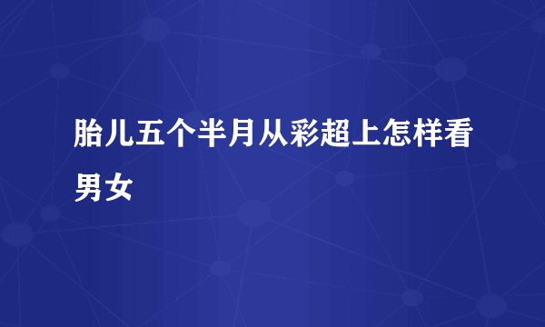 胎儿五个半月从彩超上怎样看男女