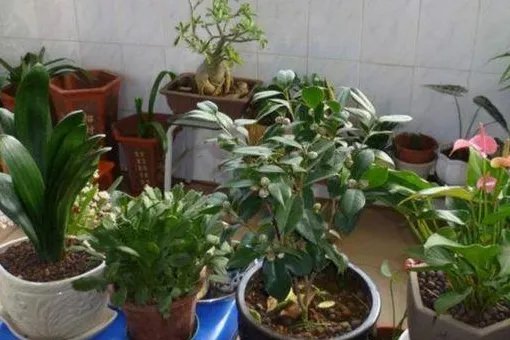 花盆里有小飞虫怎么办?