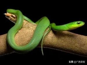 常见的十大无毒的蛇分别有哪些?