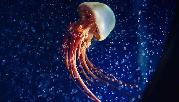 海蜇是水母吗 海蜇是什么
