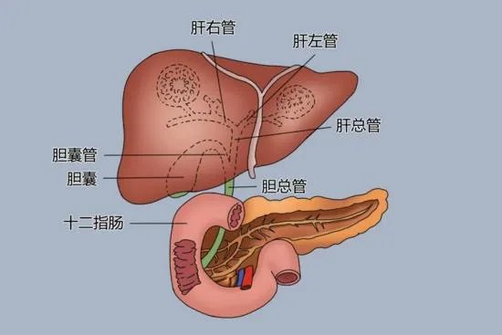 肝胆位置图片