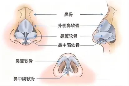 鼻中隔解剖结构图