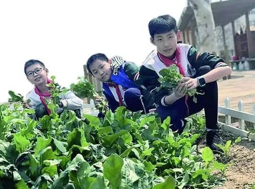 如何看待劳动课正式升级为中小学独立课程?对学生有什么益处?