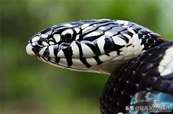 常见的十大无毒的蛇分别有哪些?