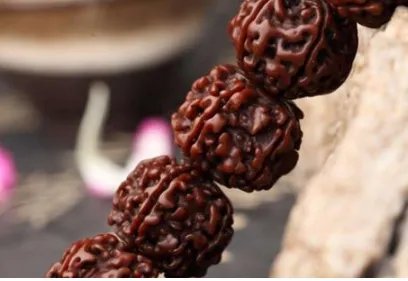 菩提子有哪些种类?菩提子种类大全图片介绍!