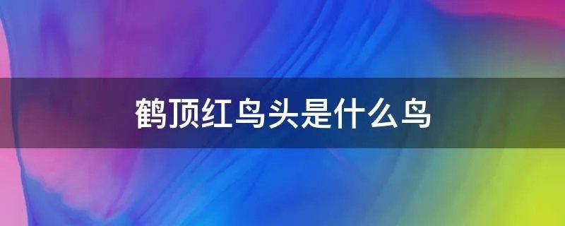 鹤顶红鸟头是什么鸟