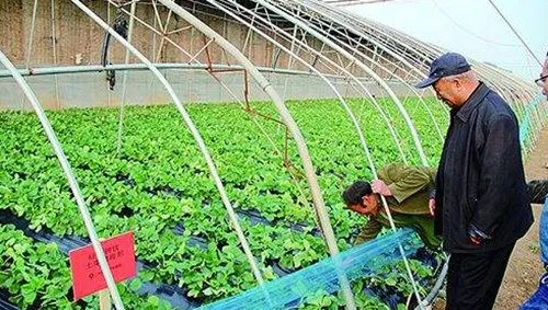 番茄种植技术大揭秘 西红柿浇水的正确方法
