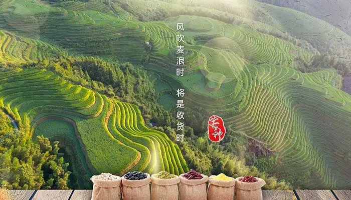 芒种节气吃什么