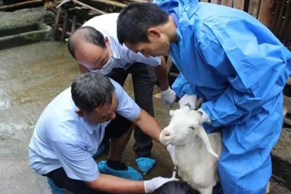 兰州兽研所布病确认阳性3245人,这些人还能被治好吗?