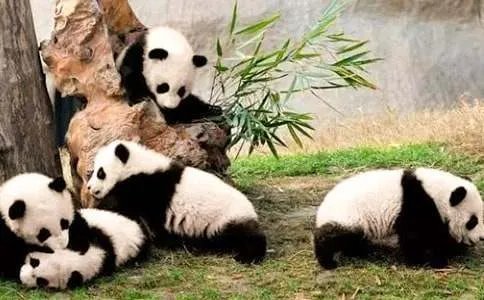 功夫熊猫台词