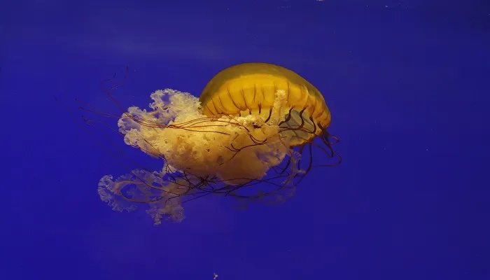 海蜇是水母吗 海蜇是什么