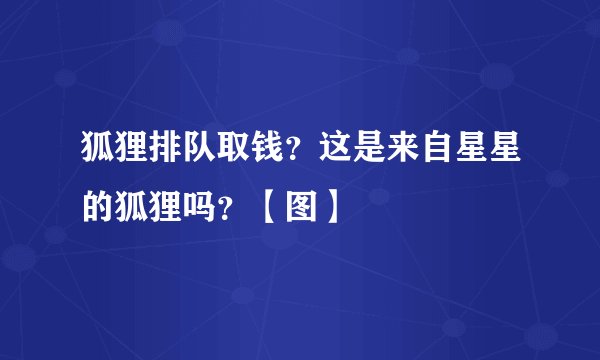 狐狸排队取钱？这是来自星星的狐狸吗？【图】
