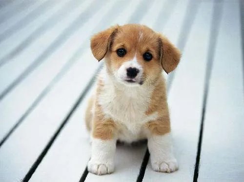 金毛犬狂走100公里回家,人和狗的情谊究竟可以有多深厚?