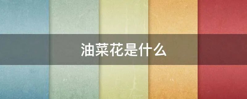 油菜花是什么