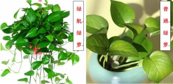 绿航绿萝