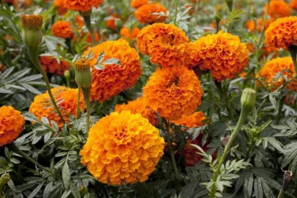 10月开什么花?