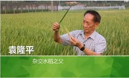 是什么支撑着89岁高龄的袁隆平还在努力?