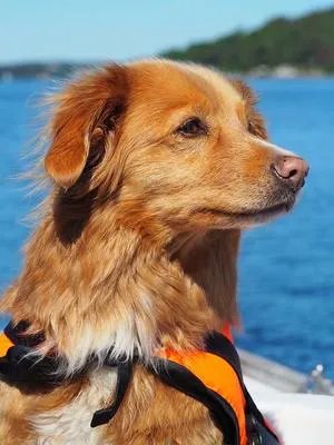 狂犬病毒潜伏期是多长时间呢