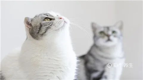 猫抓了一下出了点血要打疫苗吗