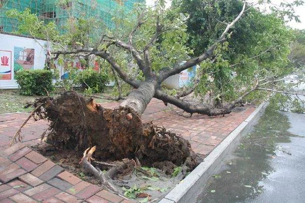 今年首个台风红色预警,中国哪些城市经常被台风光顾?