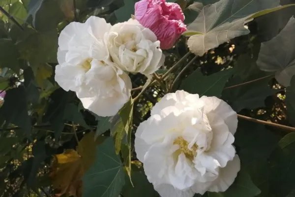 10月开什么花?
