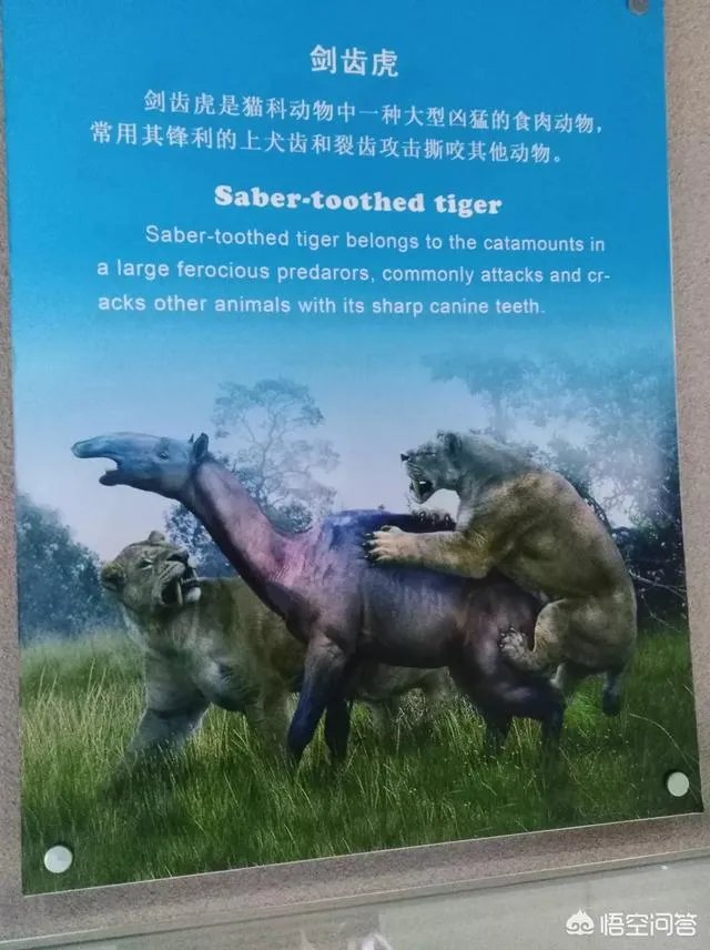 国足对阵伊朗队，你觉得是532阵型还是352阵型呢？韦世豪能不能进一个球呢？