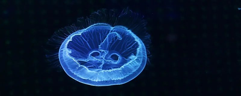海蜇是水母吗 海蜇是什么