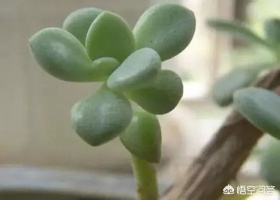 玉树的养殖方法和注意事项？