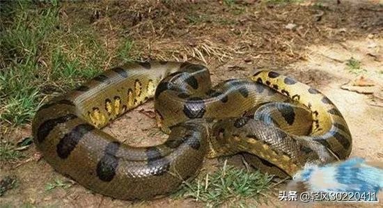 常见的十大无毒的蛇分别有哪些?